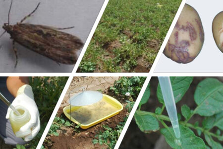 "Attract-and-Kill" Technology to Safeguard Potato Crops