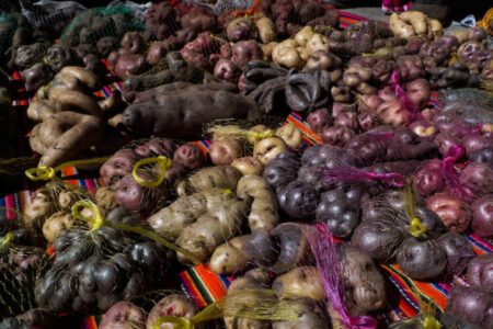 Peru-based potato centre to set up branch in Agra