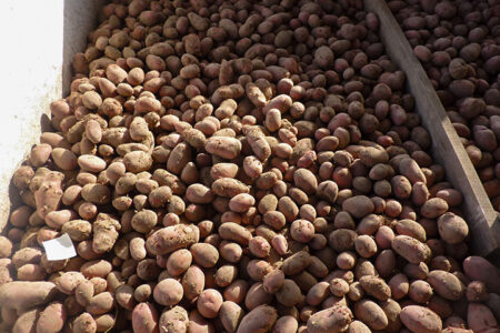Potatoes can improve nutrition, food security–FAO