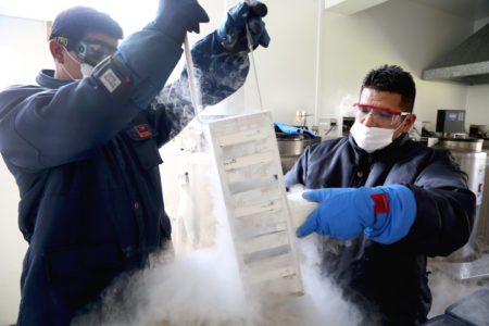 196 degrees below zero: Latin American scientists to conserve agrobiodiversity in deep freeze