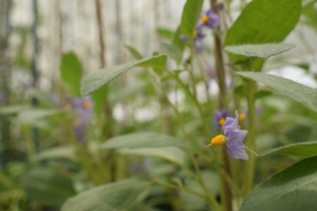 Food system sustainability relies on potato’s “wild relatives”