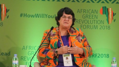 Could sweetpotato be a solution to Africa’s food insecurity, malnutrition?