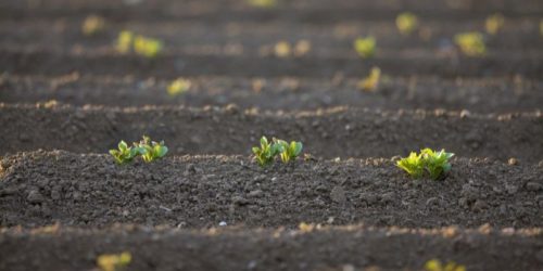 CIP Launches Late Blight-resistant Potato Seeds in Malawi