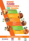 Orange fleshed sweetpotato for Rwanda