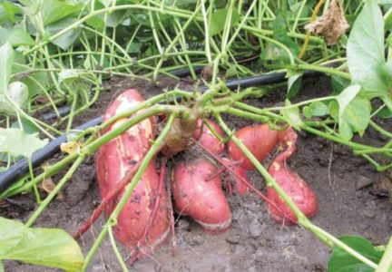 Sweetpotato can save children from death