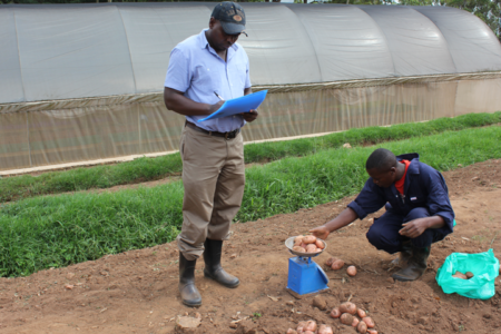 Improving diagnostics and resistance to potato bacterial wilt disease