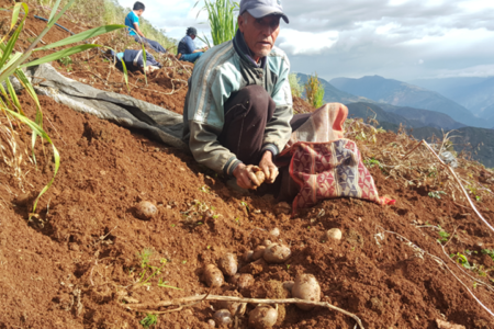 Papas biofortificadas para ayudar a reducir niveles de anemia en los Andes