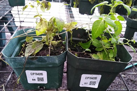 New sources of resistance to potato late blight disease in Peru