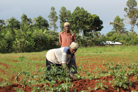 Building sustainable potato enterprises in Cameroon