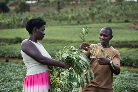 FoodSTART Africa