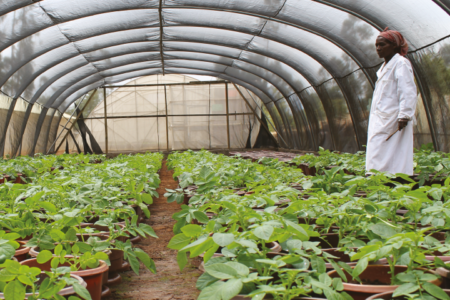 Emergency response, recovery, and resilience with nutritious potato and sweetpotato in Ethiopia