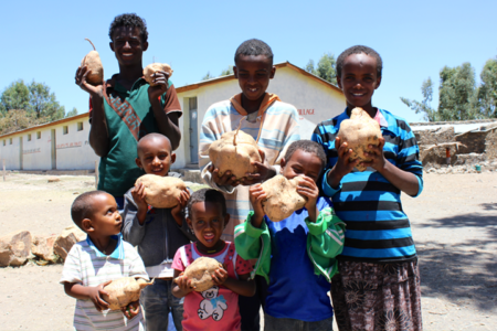 Improving smallholder nutrition and food security with biofortified sweetpotato in Amhara Region, Ethiopia