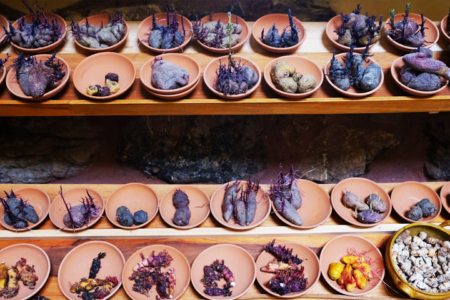 In the Peruvian Andes, Indigenous potato farmers are working with researchers to develop climate-smart spuds.