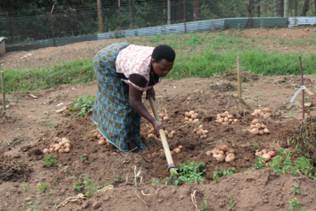 Feed the Future global biotech potato partnership in Kenya and Nigeria