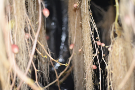 Quality seed potato for improved yields: A win for smallholder farmers