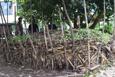 Why regenerative agriculture is crucial for soil protection